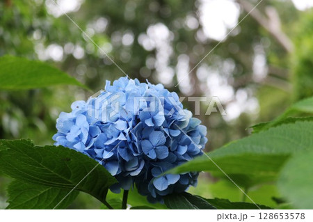 遅咲きの青い紫陽花 遅咲きの青い紫陽花 128653578