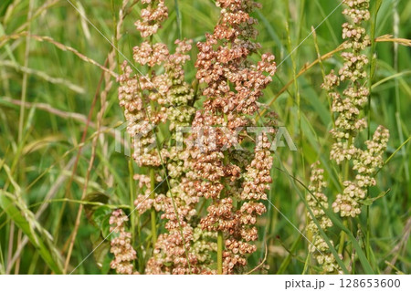 ギシギシの実・2025年6月 128653600