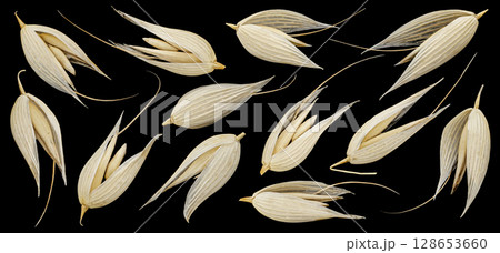 Oat seeds in husks isolated on black background, falling unpeeled oat grains collection, macro, full depth of field 128653660