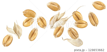 Wheat seeds isolated on white background, falling unpeeled wheat grains collection, macro, full depth of field Wheat seeds isolated on white background, falling unpeeled wheat grains collection, macro, full depth of field 128653662