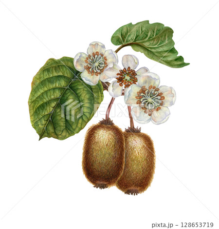 Flowering curved branches with white flowers, green leaves, brown fruit. Watercolor botanical clipart of tropical kiwi for garden design, interior, jams, drinks, healthy food, textiles Flowering curved branches with white flowers, green leaves, brown fruit. Watercolor botanical clipart of tropical kiwi for garden design, interior, jams, drinks, healthy food, textiles 128653719