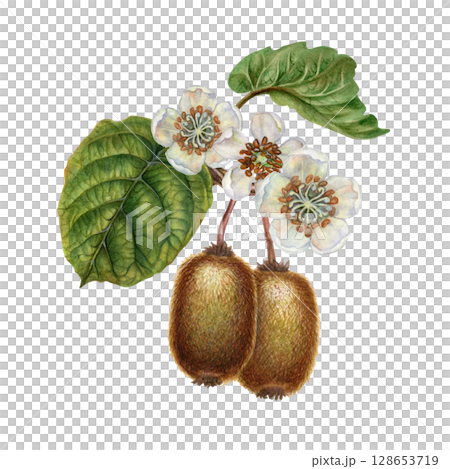 Flowering curved branches with white flowers, green leaves, brown fruit. Watercolor botanical clipart of tropical kiwi for garden design, interior, jams, drinks, healthy food, textiles Flowering curved branches with white flowers, green leaves, brown fruit. Watercolor botanical clipart of tropical kiwi for garden design, interior, jams, drinks, healthy food, textiles 128653719