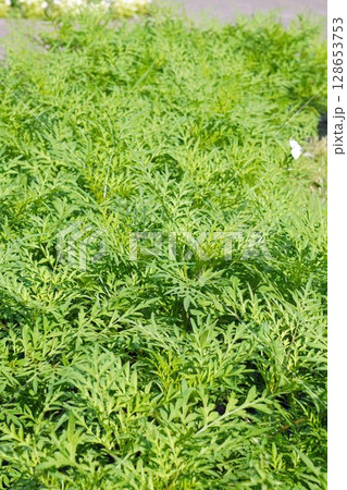 キバナコスモスの苗・2025年6月 128653753