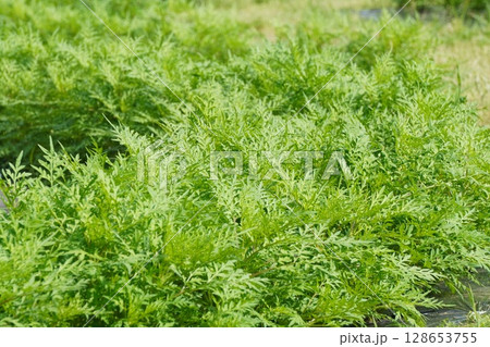 キバナコスモスの苗・2025年6月 キバナコスモスの苗・2025年6月 128653755