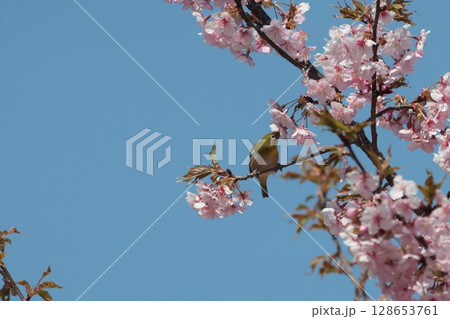 河津桜 と めじろ 河津桜 と めじろ 128653761