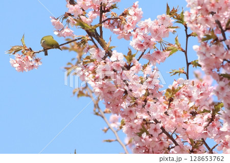 河津桜　と　めじろ　 128653762