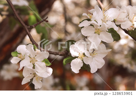Fowers of the cherry or apple blossom. Sakura flower. 128653901