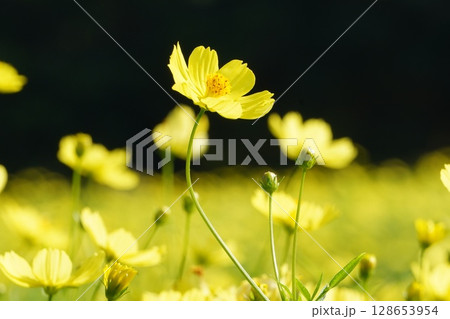 キバナコスモスの花・2025年6月 128653954