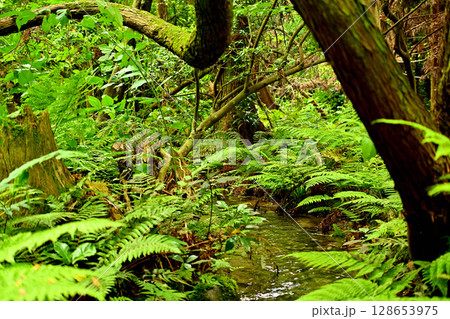 杉沢の沢スギ 富山県 沢 沢スギ 伏条現象 杉沢の沢スギ 富山県 沢 沢スギ 伏条現象 128653975