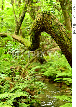 杉沢の沢スギ　沢　沢スギ　伏条現象 128653977