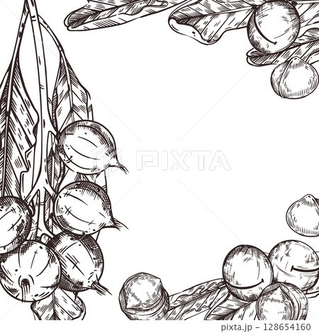 Macadamia nuts vector frame, nuts on a branch, macadamia tree leaves, peeled nuts. All objects are hand-drawn with ink. Illustration for printing on the packaging of goods, products, cosmetics. Macadamia nuts vector frame, nuts on a branch, macadamia tree leaves, peeled nuts. All objects are hand-drawn with ink. Illustration for printing on the packaging of goods, products, cosmetics. 128654160