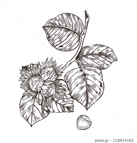 Vector illustration of a walnut branch with hazelnut leaves, hazelnuts. Ripe nuts on a branch, hand-drawn in ink. Vector illustration for printing on fabric, paper, packaging and fabric. Vector Vector illustration of a walnut branch with hazelnut leaves, hazelnuts. Ripe nuts on a branch, hand-drawn in ink. Vector illustration for printing on fabric, paper, packaging and fabric. Vector 128654162