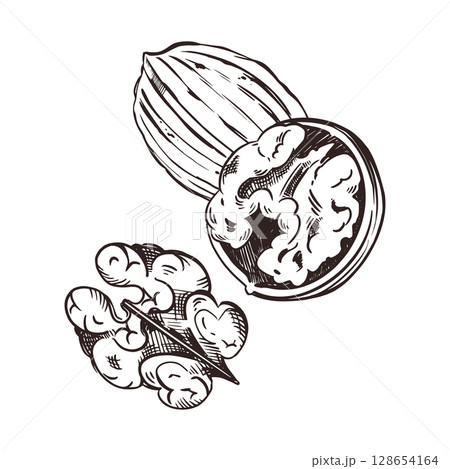 Walnut in the shell, walnut half, peeled walnut, all objects hand-drawn in vector. The illustration is suitable for printing on fabric, food packaging, cosmetics. Vector illustration 128654164