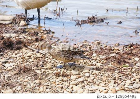 岸辺を歩くオナガガモのメス 128654498
