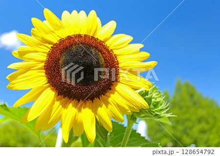 夏の風景 青い空とひまわり 夏の風景 青い空とひまわり 128654792