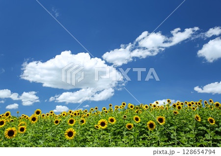 夏の風景 青い空とひまわり畑 夏の風景 青い空とひまわり畑 128654794