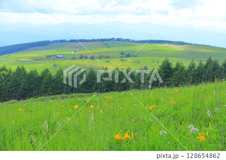 　長野県霧ヶ峰高原　　ニッコウキスゲ 128654862