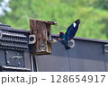 ブッポウソウ 128654917