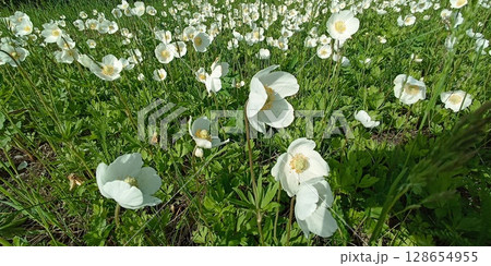 Carpet of White Anemone Flowers Blooming in a Lush Green Meadow on a Sunny Spring Day Carpet of White Anemone Flowers Blooming in a Lush Green Meadow on a Sunny Spring Day 128654955