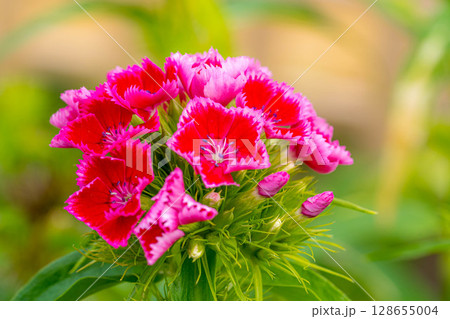 春の彩り~亜米利加撫子~ 春の彩り~亜米利加撫子~ 128655004