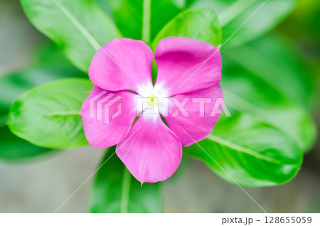 Catharanthus roseus G Don ,APOCYNACEAE or Madagascar periwinkle or Vinca or Old maid Catharanthus roseus G Don ,APOCYNACEAE or Madagascar periwinkle or Vinca or Old maid 128655059