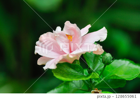 Chinese rose or Hibiscus or Hibiscus rosa sinensis or Hibisceae or Malvaceae , pink hibiscus 128655061