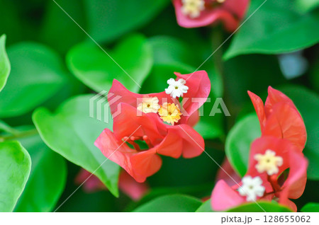 Bougainvillea or paper flower , red paper flower 128655062