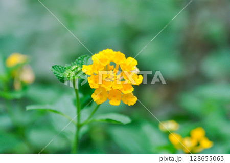 Lantana camara L, Cloth of gold or Hedge flower or Lantana or Weeping lantana or White sage or VERBENACEAE or yellow flower Lantana camara L, Cloth of gold or Hedge flower or Lantana or Weeping lantana or White sage or VERBENACEAE or yellow flower 128655063