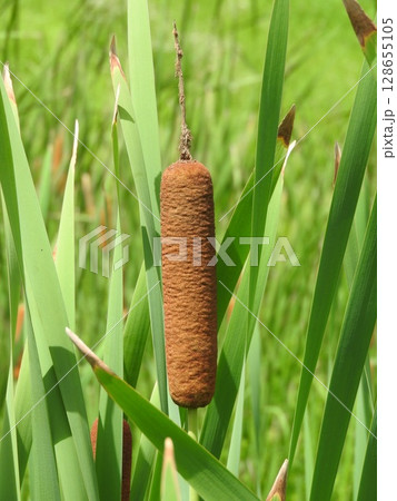 ガマの穂 128655105
