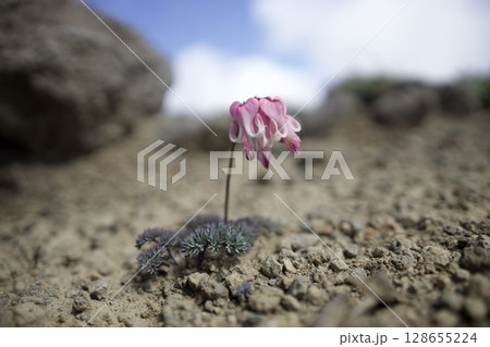 駒草平に咲く高山植物 128655224