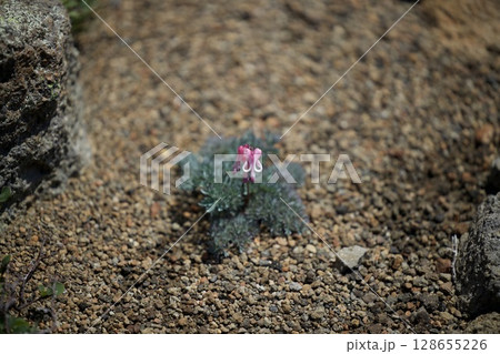 駒草平に咲く高山植物 駒草平に咲く高山植物 128655226
