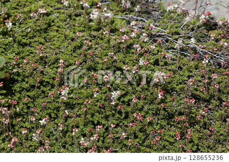 駒草平に咲く高山植物 128655236