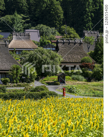 満開のヒマワリが咲く夏の美山かやぶきの里 128655400