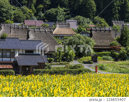 満開のヒマワリが咲く夏の美山かやぶきの里 満開のヒマワリが咲く夏の美山かやぶきの里 128655407