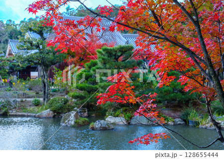 秋の京都　法金剛院庭園　池と紅葉 128655444
