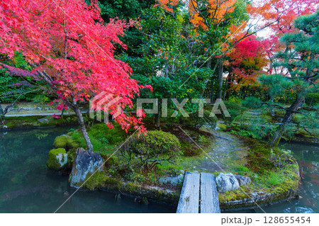秋の京都 法金剛院庭園 池と紅葉 秋の京都 法金剛院庭園 池と紅葉 128655454