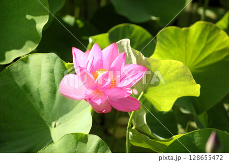 葉の間から咲く蓮の花 128655472