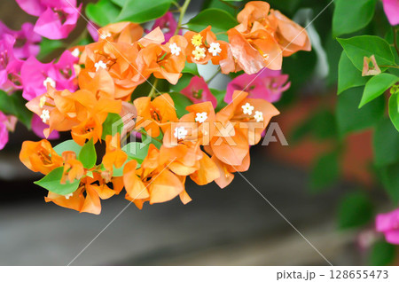 Bougainvillea or paper flower , red paper flower or orange flower or old rose flower 128655473