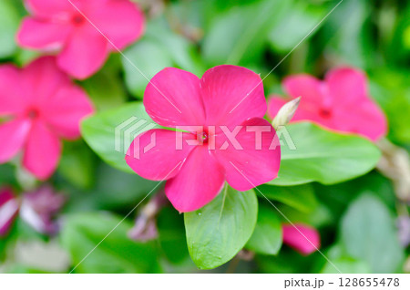 Catharanthus roseus G Don ,APOCYNACEAE or Madagascar periwinkle or Vinca or Old maid Catharanthus roseus G Don ,APOCYNACEAE or Madagascar periwinkle or Vinca or Old maid 128655478