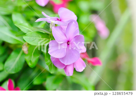 Catharanthus roseus G Don ,APOCYNACEAE or Madagascar periwinkle or Vinca or Old maid Catharanthus roseus G Don ,APOCYNACEAE or Madagascar periwinkle or Vinca or Old maid 128655479