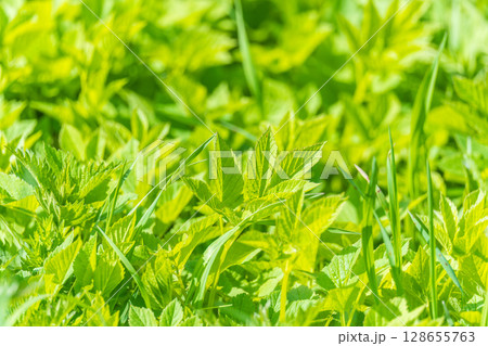 Nature of green leaf in garden at summer. Natural green leaves plants using as spring background cover page environment ecology 128655763