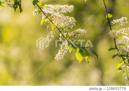 White flowers blooming bird cherry. Close-up of a Flowering Prunus padus Tree with White Little Blossoms White flowers blooming bird cherry. Close-up of a Flowering Prunus padus Tree with White Little Blossoms 128655778