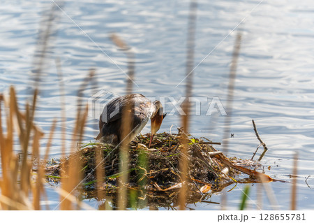 Great Crested Grebe, Podiceps cristatus, water bird sitting on the nest, nesting time on the green lake 128655781