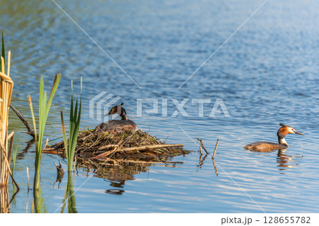 Great Crested Grebe, Podiceps cristatus, water bird sitting on the nest, nesting time on the green lake Great Crested Grebe, Podiceps cristatus, water bird sitting on the nest, nesting time on the green lake 128655782