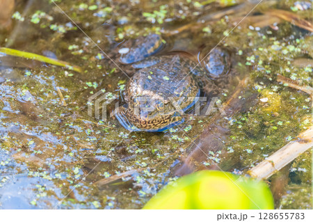 A large green frog sits in the marsh. 128655783