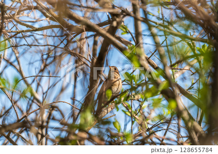 Thrush Nightingale, Luscinia luscinia. A bird sits on a tree branch and sings 128655784