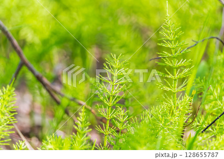 Wood horsetail (Equisetum sylvaticum) growing in the forest close up. Equisetum arvense, the field horsetail or common horsetail. Perennial herb Wood horsetail (Equisetum sylvaticum) growing in the forest close up. Equisetum arvense, the field horsetail or common horsetail. Perennial herb 128655787