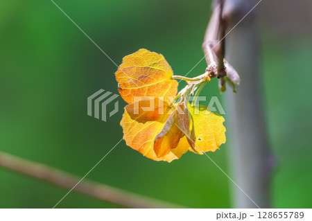 Branches of bushes with young dark red and orange leaves. 128655789
