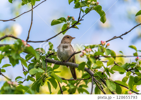 Thrush Nightingale, Luscinia luscinia. A bird sits on a tree branch and sings 128655793