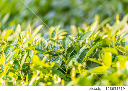 Nature of green leaf in garden at summer. Natural green leaves plants using as spring background cover page environment ecology 128655819